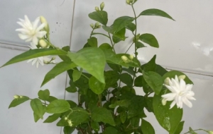 �W(w��ng)�ѕ������~��ïʢ����������