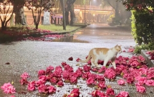 ���ɽ�軨ʢ��������Ȼ�����M(f��i)ʢ��