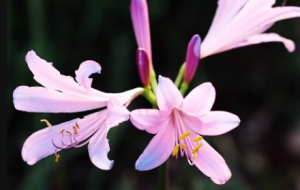 ���Cӛ䛱˰������L��Ҋ����Ҋ�~����Ȼ�����G��