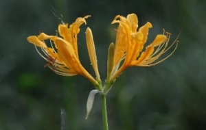 �κΘ��Ա˰��������ПoӰ������