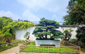 Ʒ�p�ŵ�@�֣�������ľ��ï������ˮ�l��ɫ