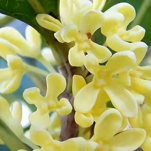 ��������Ĺ����ƺ������L��ɢ���S��ط��Ĺ𻨘�֦���~ï���sΨ����Ҋ���_