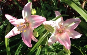 �ٺϻ��_����ҷ������ò��ڶ���