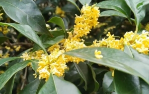 ����ʮ�£���ꎵ���ζ��һ�붼�ڹ�����