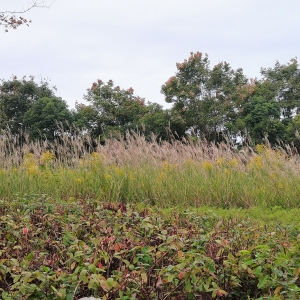 �\�ӹ��@��һ֧�Sϣ��������������Ȼ����ֲ����y�����܇�����