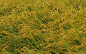 һ������sһ��(ch��ng)�L(f��ng)��������