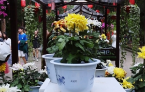 ���a�ݹ��@����ɫ�ջ����`�ţ�������~