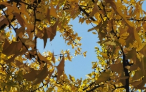 ���➢�M�y�Ә�֦�^���M�۶��ǠN���Ľ��S