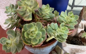 �W�ѷ������⣺����Ư��M�������е�һ��Ȥ