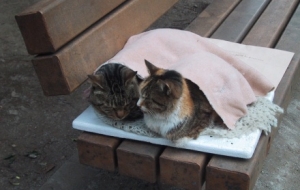 �Ȍ����u����ů��Ķ���