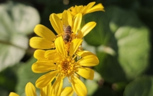 �S�ģ���������Ļ��ݣ��o�������cԊ��