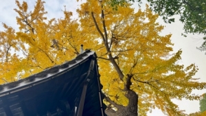 �z���S�ģ��M�����S����ɽ����y����ǰһ��