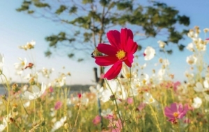 �N��ҫ�ۣ���ɽ��Ұ��̎�_(k��i)�M�˻�