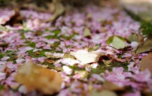 ��һ�����g�������S��ʒɪ������Ľ^����Ļ