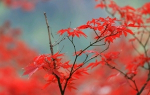 �S�ģ�ɽ�Ӷ������U���c���g��Ԋ�⽻��