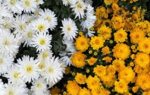 �Ŀ��p�գ�Ī������ٻ�˥��һĨ����ջ��_