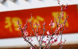 ����÷���Σ���ɫ�箋���L��o�޺�