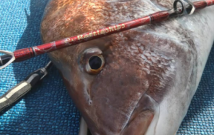 �ձ�С�u��ឣ��~�@�M���w�����^�a��