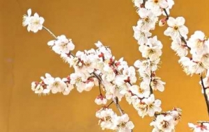 �׉������g������ˮ�l÷��ʢ�_������