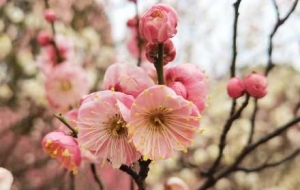 �Ŀ��R�^�µ�÷�������ü���������һĨ�o�c���ȵ�Ԋ��ҷ�