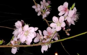 ҹĻ�R�^�µ��һ����o�k�c�������棡