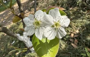 �p�����R�����滨���Թ���