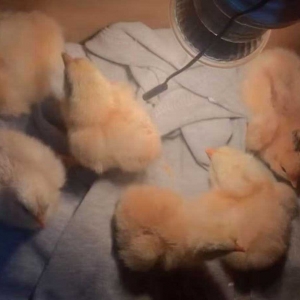 ����2���ë�q�򂃣����Բ�����ż���߄����󲿷֕r�g���ǚq���o�õ�˯�X