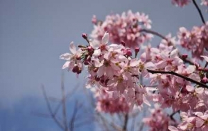 ӛ�������c�Σ�׌�Ҹ��r�̵��Ա���