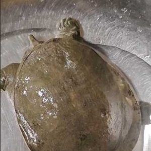 �����~�ā��f�f���@��ֻ���~Ұ��Ұ