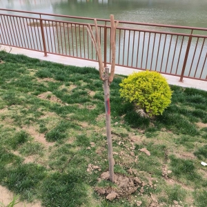 ��Ҷ��f�W���I�Ę��粻���V������ԇһ�£����ܲ��ܳɻ��