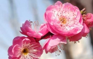 �һ��滨����_(k��i)�������˽�ꎵĴ���