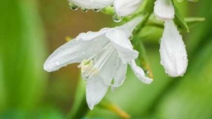 ����������Ӱ푽��