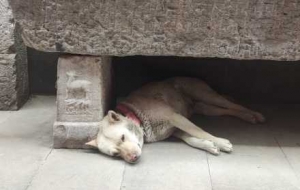 ����é�^���|���R����ɽ�£����X����һ�ӵķՇ�