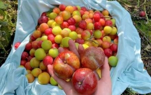 ���ĵ��l����Ұ���������`�ĘO�·����c���o