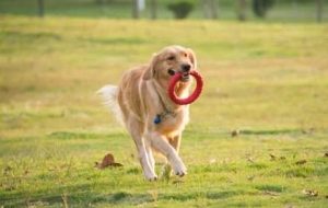 @�����˼��L Ȯֻ���߰���Ո����