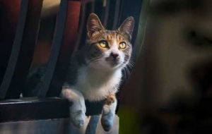 �R�^ӛ�˲�g���c�m�@؈�乲�Ȝ�ܰ�r��