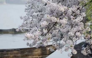 ��������Ȼ���ߣ��仨��ˮ��Ԋ��