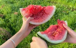 �ؚw�l�������Ұ�ґ�����ϺÐ���