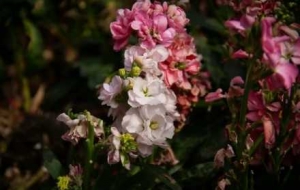 Ⱥ�����G ����ʢ�ţ���݆���J��ҕ�Xʢ��