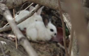 �݅��пɐ۵�СҰ�ã��ͳ��֙C����