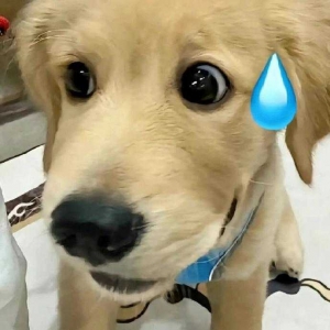 �F�ڴ�܇�����ӣ�˾�CäĿ�������@·��������·�ܵ��sƫҪ��Ȧ��