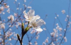 �S�ģ���ͬ�r���µęѻ�����