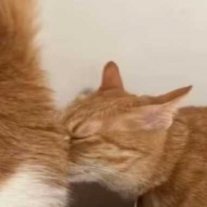 �������B(y��ng)؈������������؈�ɑz������2ֻ����(j��ng)�������Ӊ����������ڛ]�����B(y��ng)��