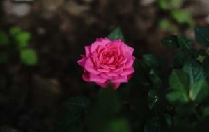 �R�^�¸�ɫ�Ļ����k���`���c������������