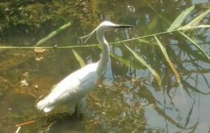 �֙Cץ�ĺ��а�����ѩӰ���^�̲��g