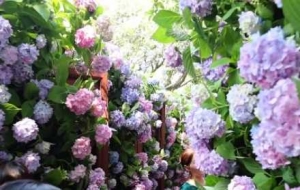 ����Ī�λ��@������һ���C�򻨵�����֮�s