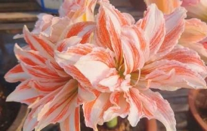 ��_׃�����㻨�@�����丂��`�� ��������