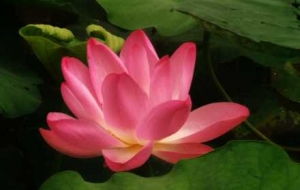 ����һ���p�ɼ������������Ⱦ�����i������