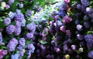 �f���C���ձM���g���{�ϣ�Ŀѣ���ԉ���ߔ̺�