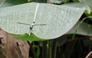 �z�ѷ������G���R�磡���R�^��׽��Ȼ�ĺ���